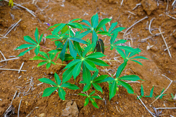 Cassava leaves growing in a field grown by cuttings