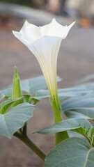 White trumpet flower in the plant with blur green leaf background