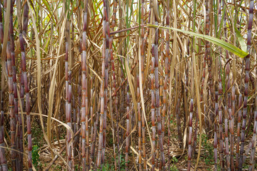 Obraz premium Sugarcane, which is used as raw material for making sugar, thrives in the tropics.