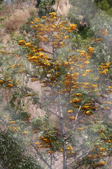 A painting of an Australian silky-oak tree with yellow flowers in nature. Grevillea robusta landscape.