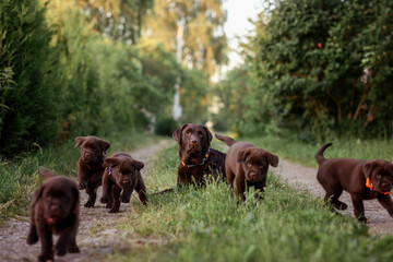 Obraz na płótnie Canvas chocolate labrador retriever with chocolate puppies sits on the road in summer at sunset