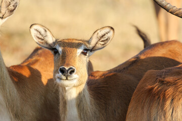 Female Red Lechwe, Okavango Delta, Botswana