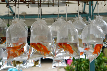Ornamental fish wrapped in transparent plastic bags sold on the roadside. The fish sold are small...