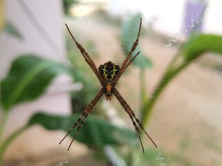 Spider with web, attractive spider, potrait of spider, dangerous insert.