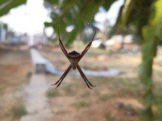 Spider with web, attractive spider, potrait of spider, dangerous insert.
