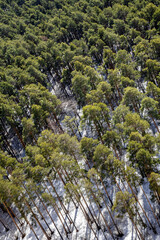 top of pine trees powdered with white snow