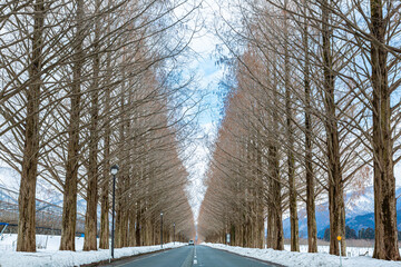 滋賀県マキノ高原にある冬のメタセコイア並木