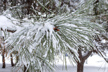 pine branches with young cones covered with snow in winter