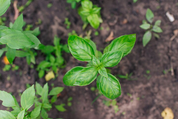  Basil green plants with flowers growing