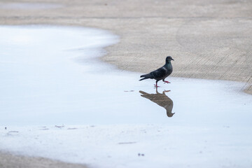 Dove standing on the ground