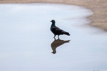 Dove standing on the ground
