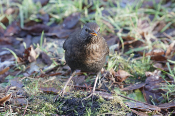 a thrush bird searching for food 
