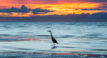 Heron Fishing at Sunrise 