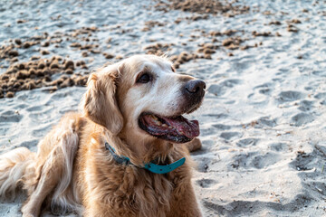 Beautiful adult Golde Retriever , lying on the sand on the beach