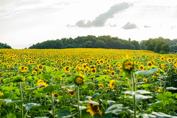 Sunflowers, field of sunflower in bloom sunflower field