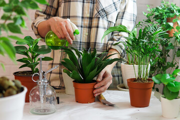 Woman gardeners watering plant in pots on the white wooden table. Concept of home garden. Spring time. Stylish interior with a lot of plants. Taking care of home plants.