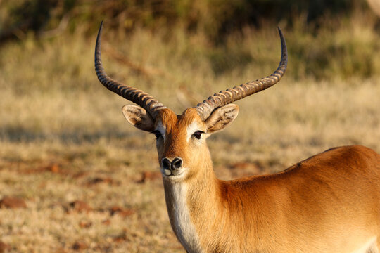 Lechwe Ram, Botswana