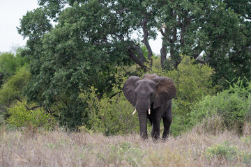 Fototapeta na wymiar African elephant in Kruger