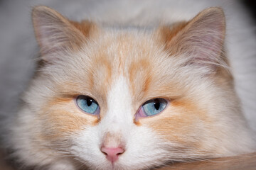 The muzzle of a white fluffy cat with blue eyes. Close-up. The concept of pets - 482200996