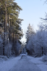 Waldweg im Winter