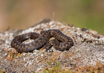 Adder sunbathing on a rock close up in Scotland in the spring