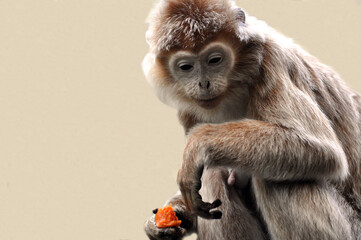 Makaken Affen