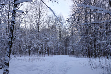 leafless forest in winter snow time