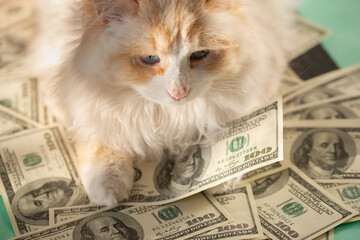 A white fluffy cat put his paws on a lot of money. A white cat and $100 bills. The concept of money. A symbol of good luck in money - 482201177