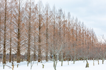 滋賀県マキノ高原にある冬のメタセコイア並木