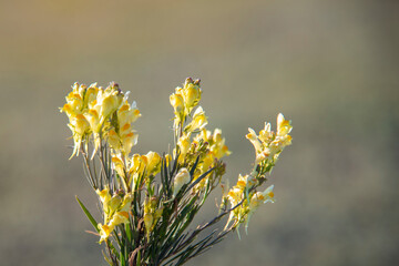 Wild yellow flowers on a blurry field background. Close-up. The concept of nature