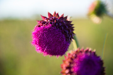 Purple thistle flower close-up in a field. Wildflowers in summer.The concept of nature - 482201371