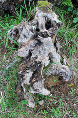 Fototapeta na wymiar Radice di albero con erba e forma mostruosa