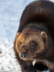 European wolverine in a snow covered area