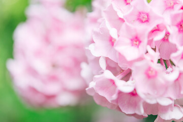 Garden phlox (Phlox paniculata). Blooming branches of phlox in the garden on a sunny day. Soft blurred selective focus. Spring floral background.	