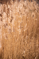 Fototapeta premium reeds