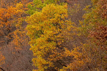 Yellow leaves inside forest