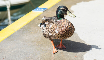 Foto de un pato mediterraneo europeo