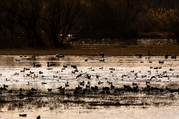 Sunset in Aiguamolls De L Emporda Nature Park, Spain