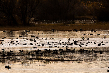 Sunset in Aiguamolls De L Emporda Nature Park, Spain