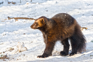 European wolverine in a snow covered area