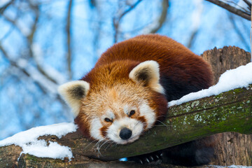 Red panda is sleeping on a tree in winter