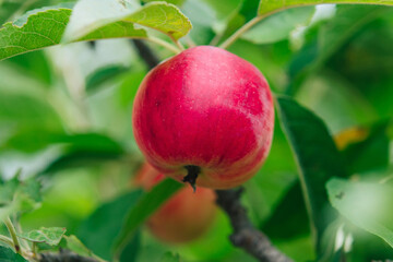 Apple tree branch with red apples on a blurred background during ripening	