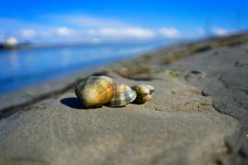 Several clams resting on the sand in front of a blurred sea landscape.