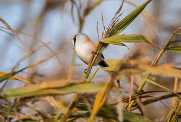 Bearded tit male, perched on a reed in a reed bed close up in Scotland in the autumn