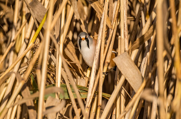 Bearded tit male, perched on a reed in a reed bed close up in Scotland in the autumn
