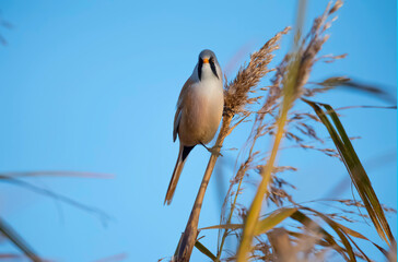Bearded tit male, perched on a reed in a reed bed close up in Scotland in the autumn