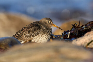 Purple sandpiper (Calidris maritima)