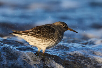 Purple sandpiper (Calidris maritima)
