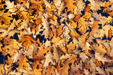 Background of yellow autumn leaves