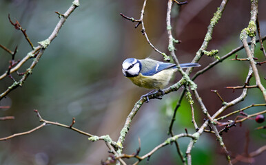 Blue tit perched in a tree eating a nut